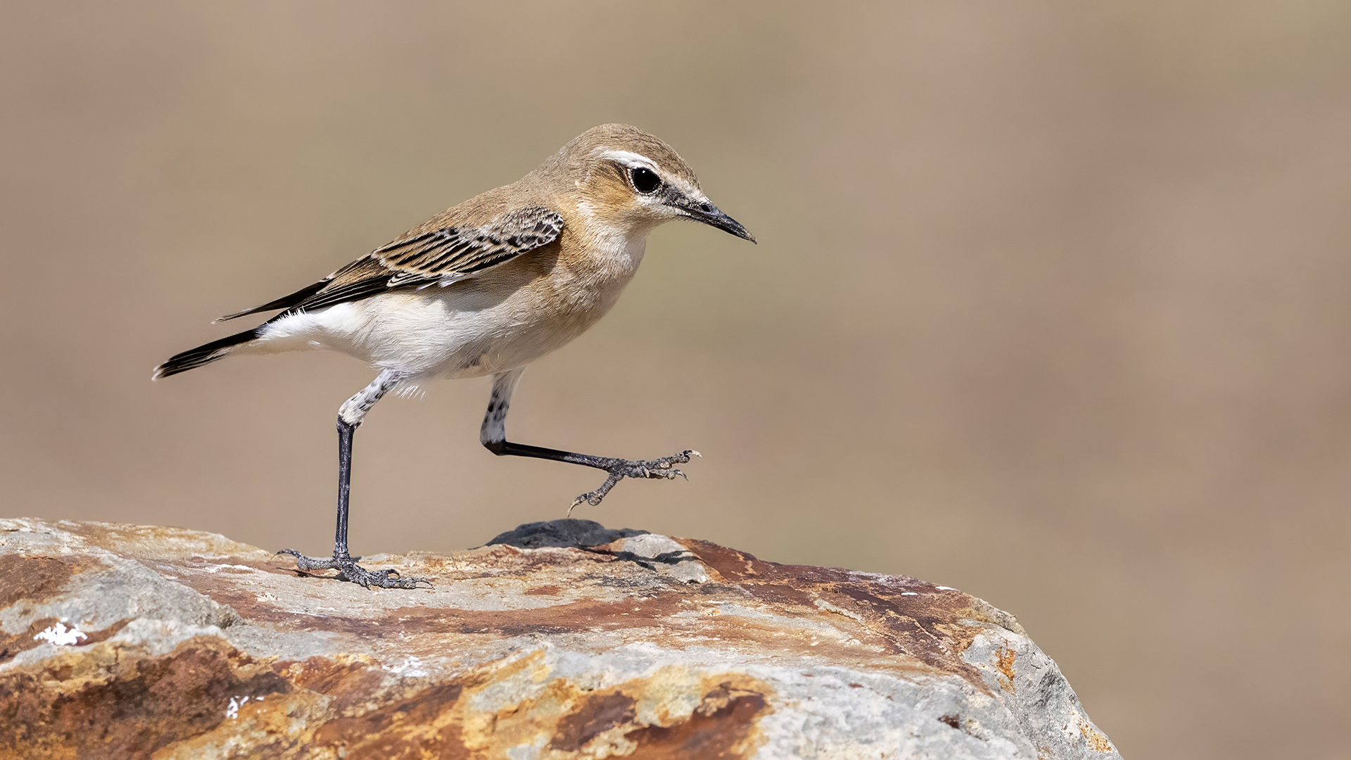 Isabelline Wheatear — Ana fotoğraf